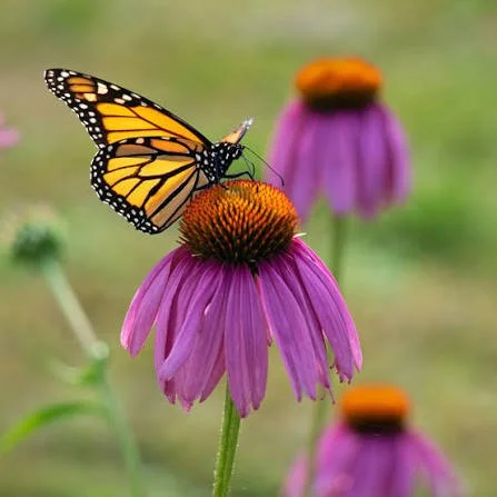 echinacea.jpg