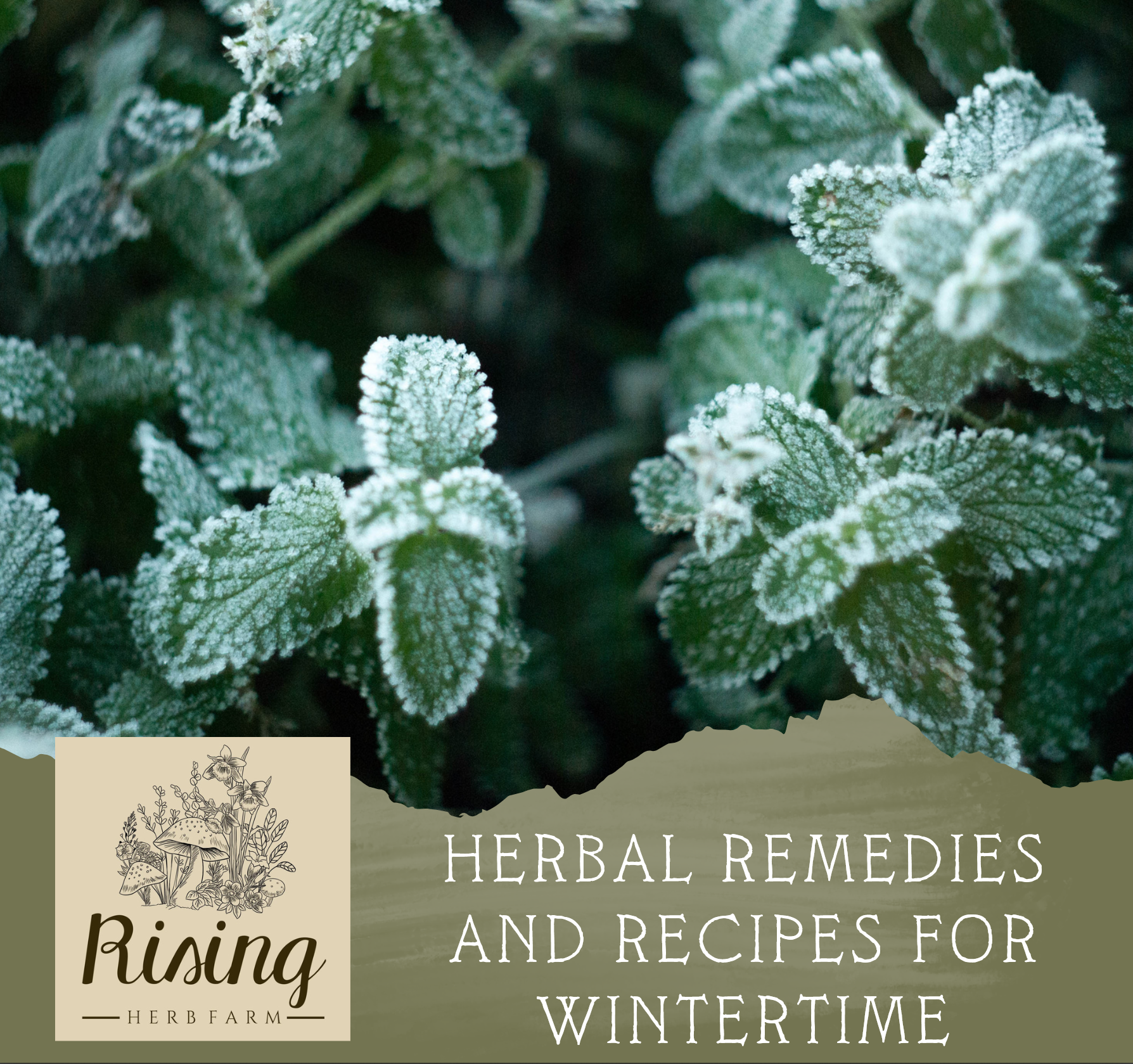 Herbal Medicine Quick Guide PDF: Herbal Remedies and Recipes for Wintertime