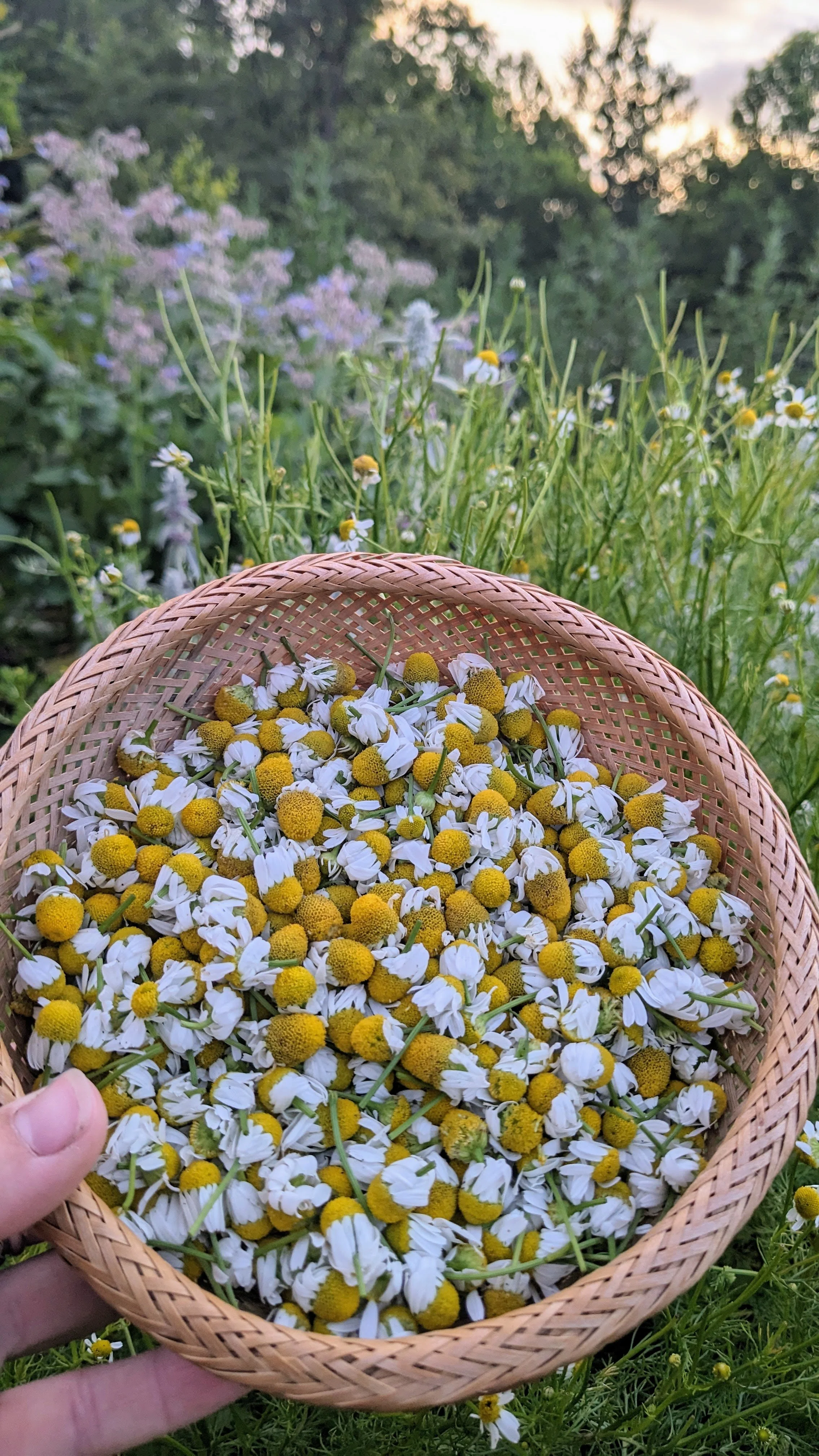 May 2026 Medicinal Herb Class for Women - Herb Harvesting and Drying Best Practices