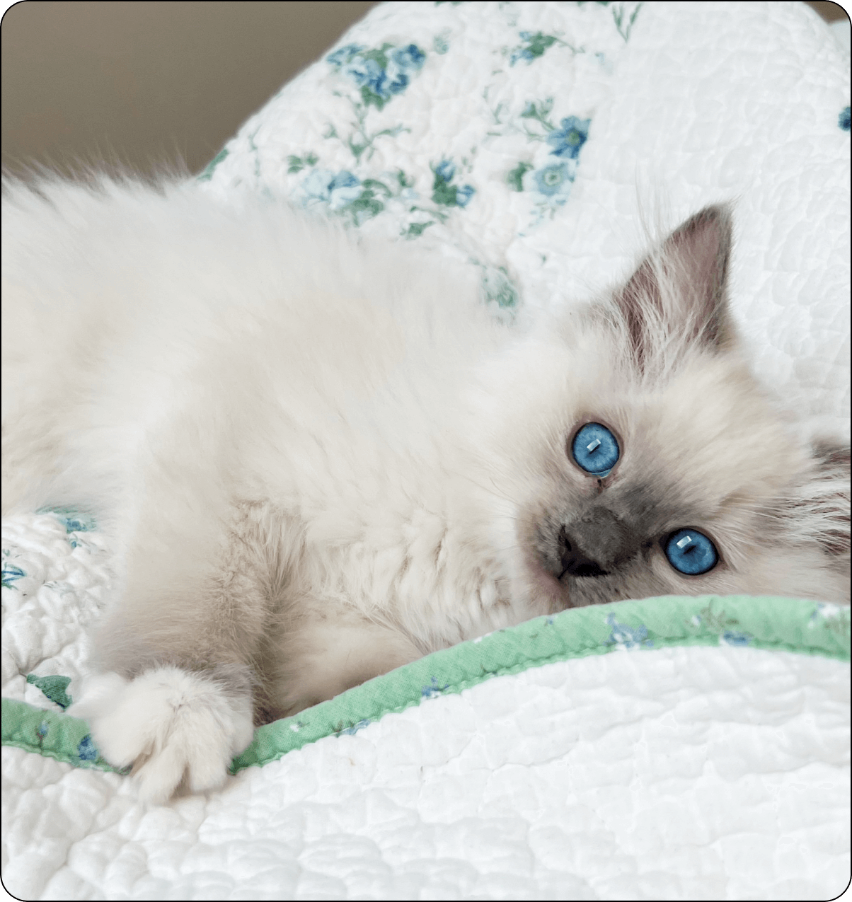 Blue point mitted Ragdoll kitten from Shades of Sapphire Ragdolls, an ethical home-raised breeder in Ohio