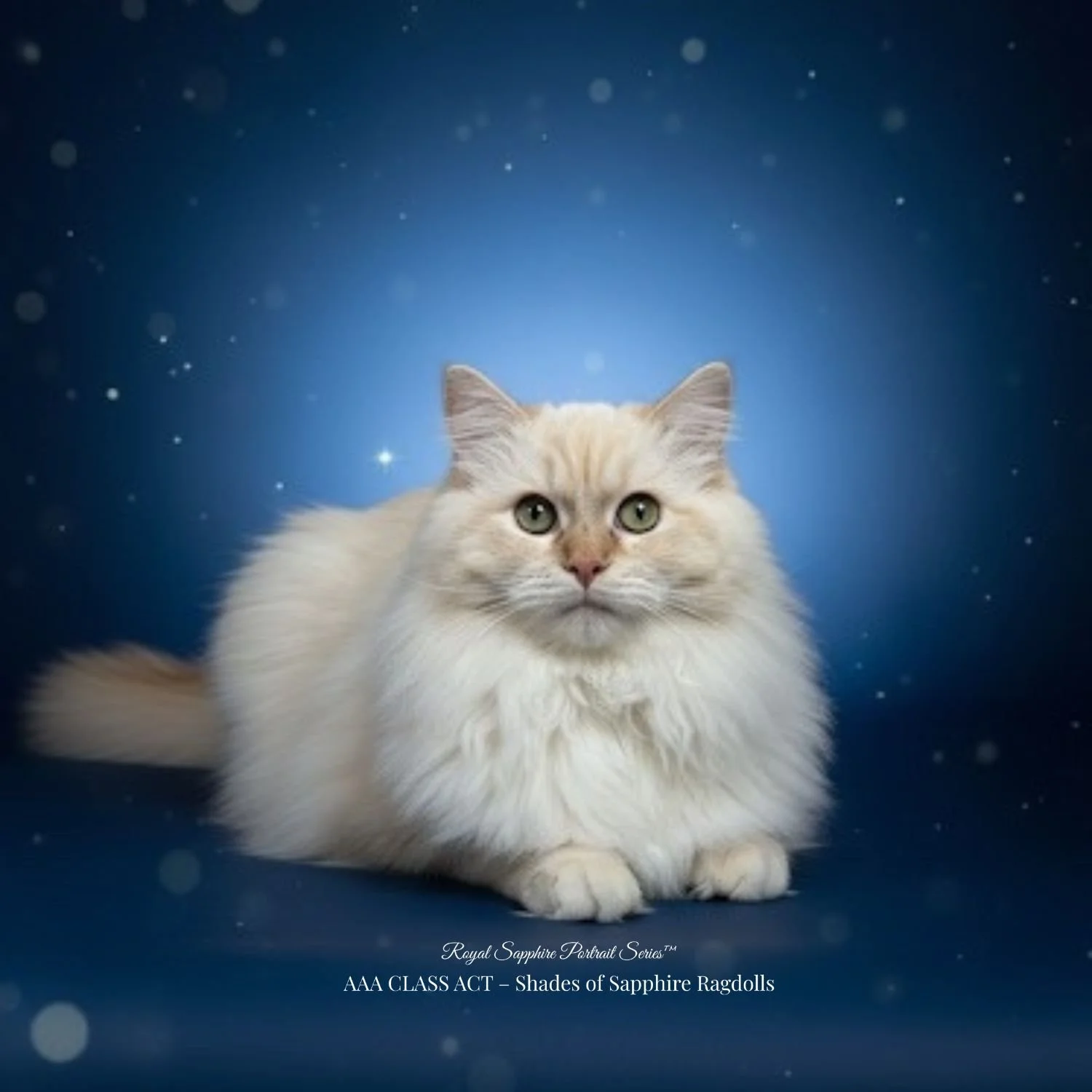 Cream Ragdoll Cherubim King Sunrise Serenade – TICA registered Ragdoll breeder in Ohio