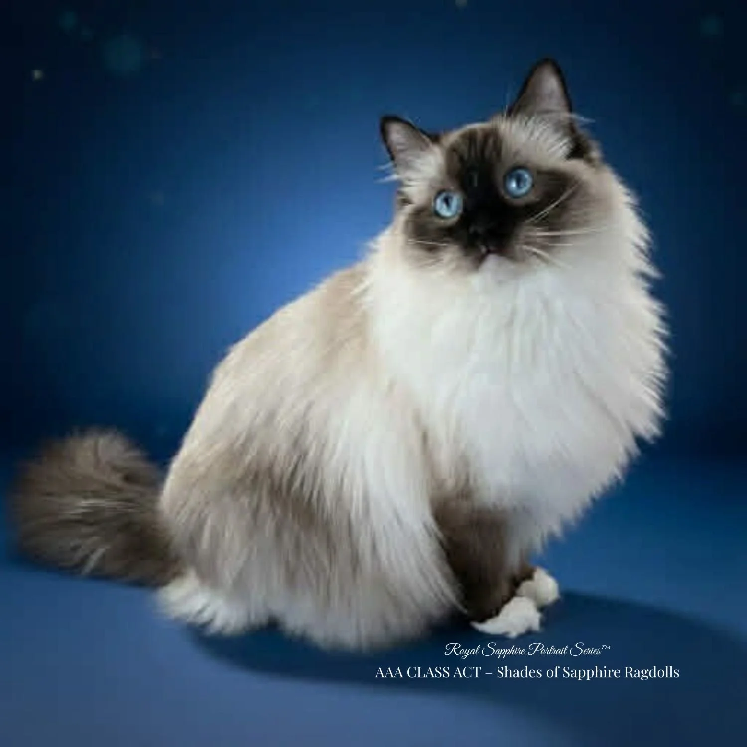 Seal mitted Ragdoll Queen AAA Class Act Miss Jewells, a health-tested breeding female at Shades of Sapphire Ragdolls in Ohio