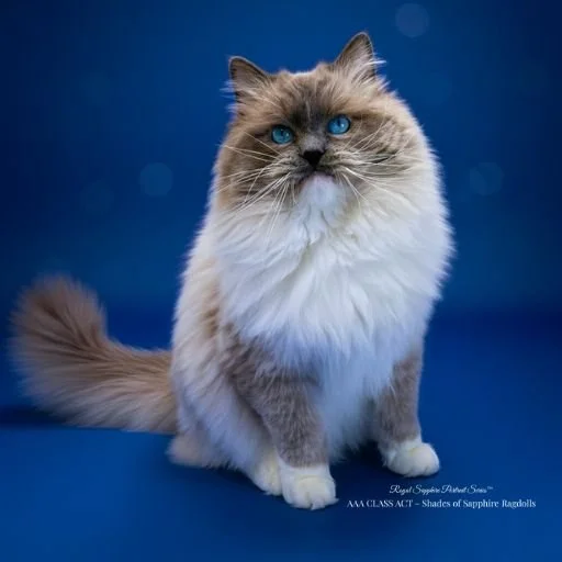 Blue point mitted Ragdoll King AAA Class Act Sir Lukas, a health-tested breeding male at Shades of Sapphire Ragdolls in Ohio