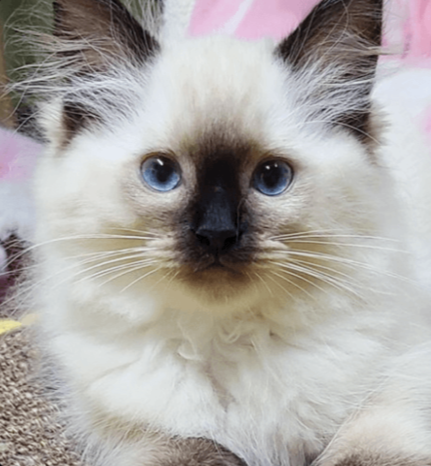 Blue-eyed Ragdoll kitten showing the traditional Ragdoll Breed standard with pointed coloring and blue eyes