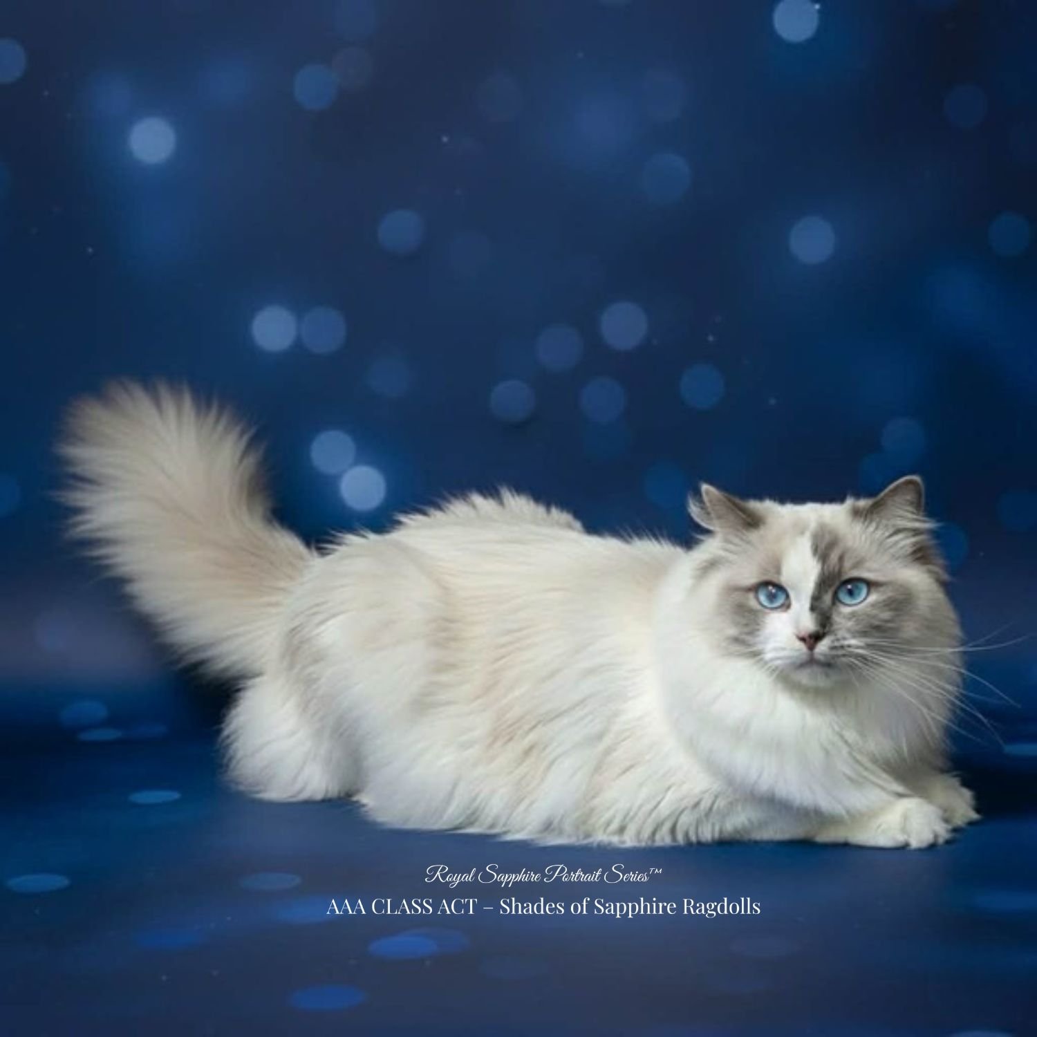 Blue point mitted tortie Ragdoll Queen AAA Class Act Dreamy Gidget. a health-tested breeding female at Shades of Sapphire Ragdolls in Ohio