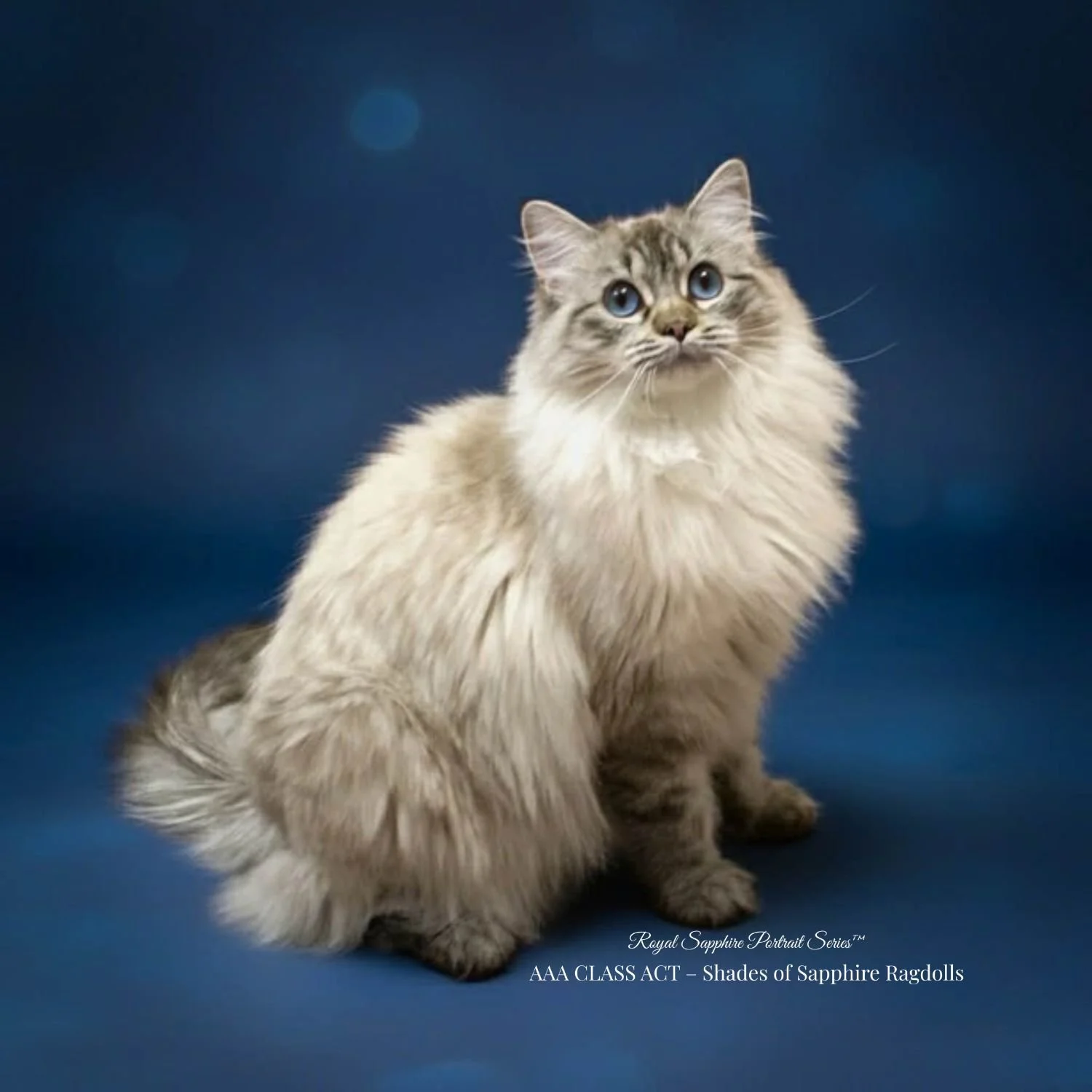 seal point lynx Ragdoll Queen AAA Class Act Miss Mae. a health-tested breeding female at Shades of Sapphire Ragdolls in Ohio