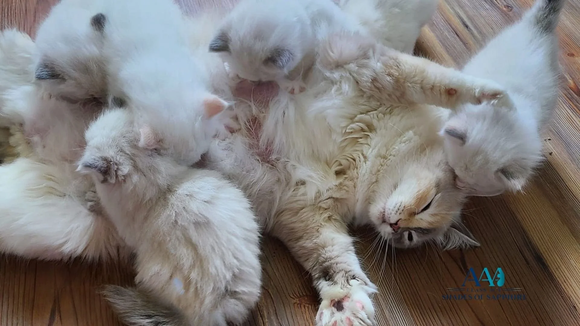 Ragdoll mother cat resting with her kittens, illustrating early kitten care and nurturing practices at Shades of Sapphire Ragdolls in Ohio
