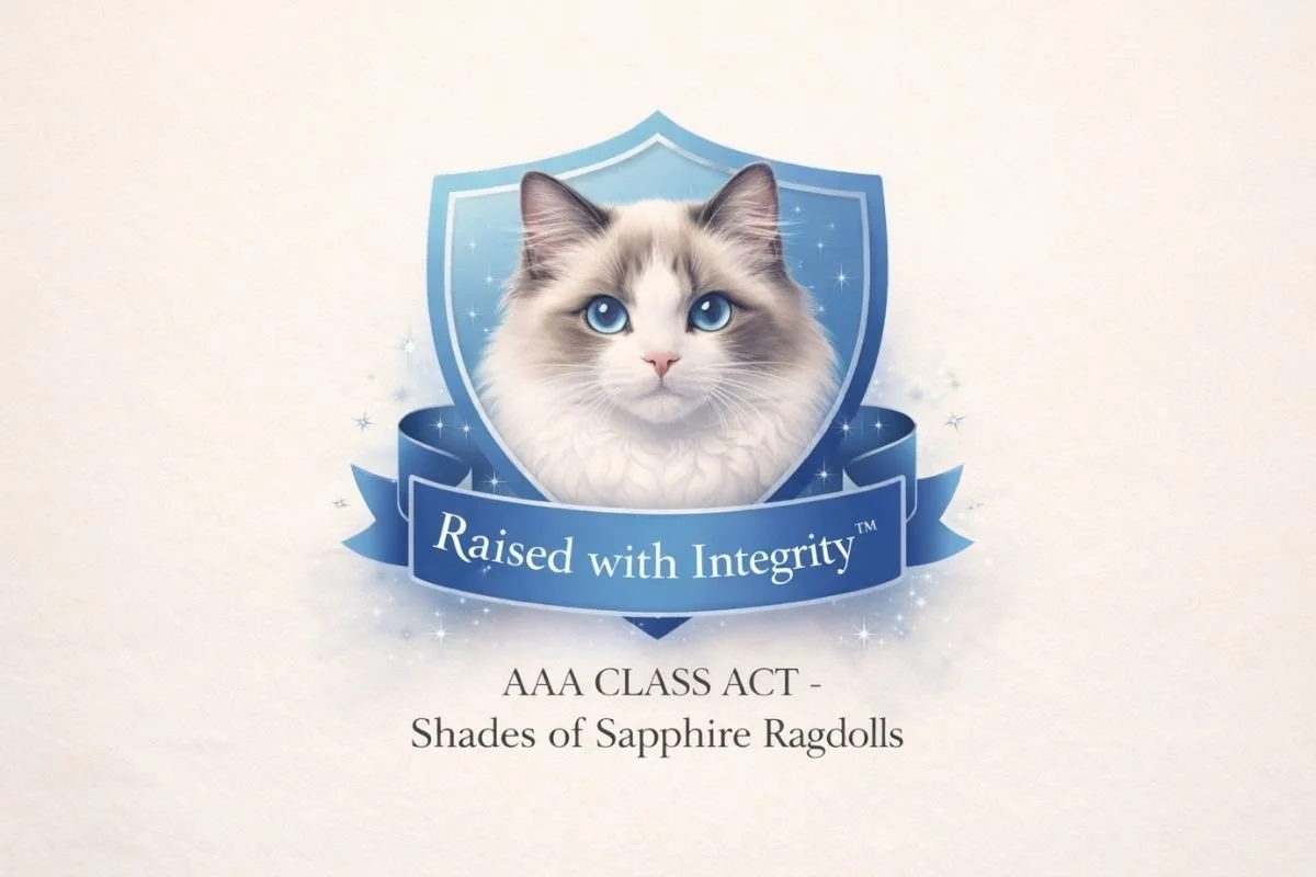 Raised with Integrity™ philosophy guiding ethical Ragdoll breeding at AAA Class Act – Shades of Sapphire Ragdolls