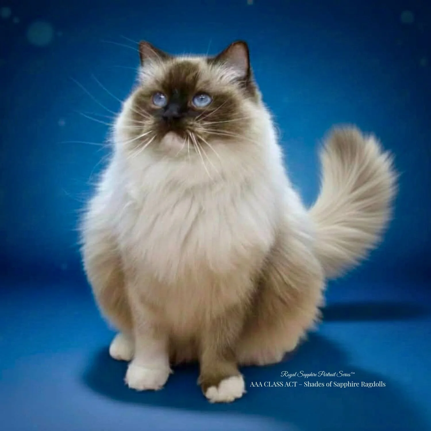Seal point mitted tortie Ragdoll Queen AAA Class Act Miss Buttons, a health-tested breeding female at Shades of Sapphire Ragdolls in Ohio