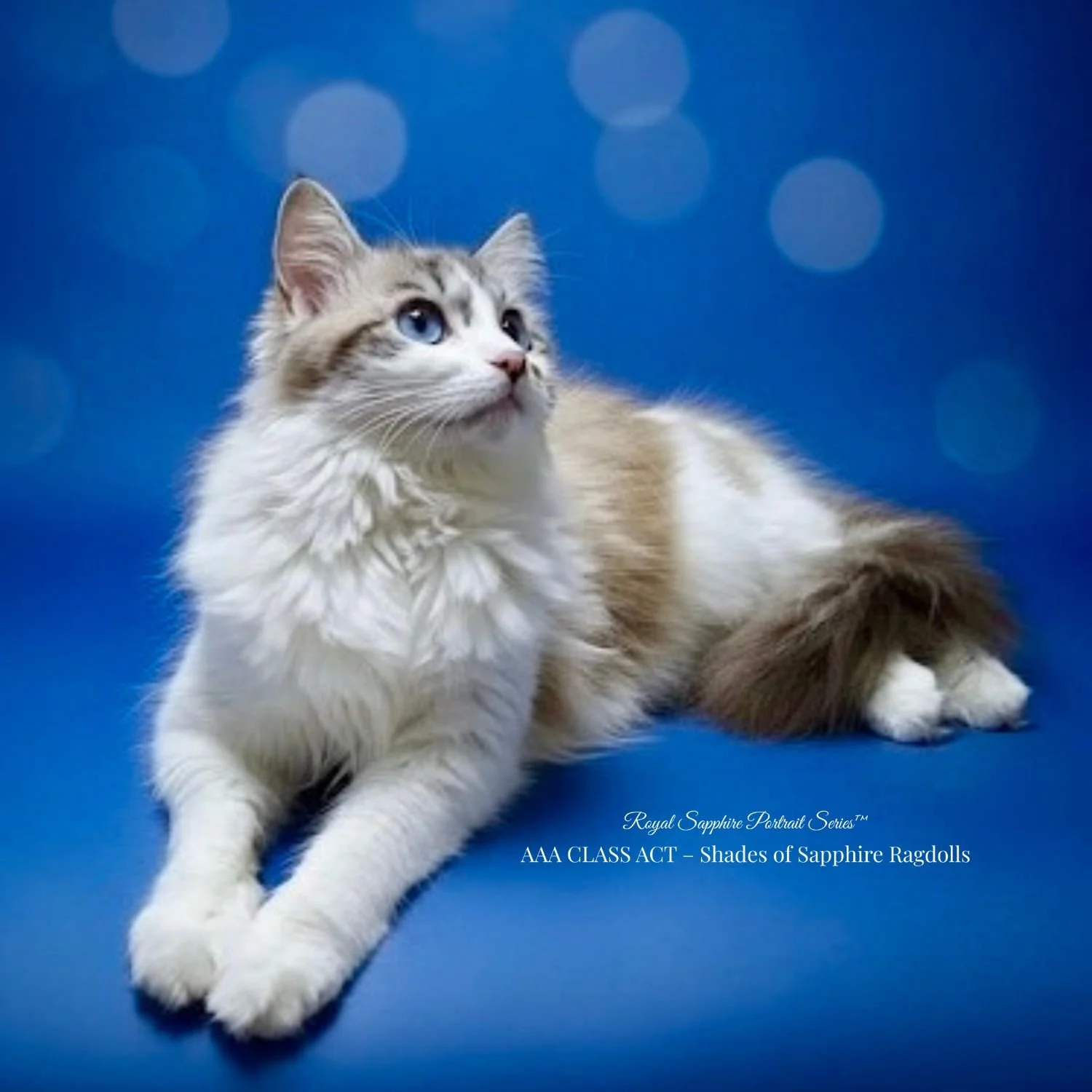 Caraline, the foundation Ragdoll who inspired Shades of Sapphire Ragdolls in Ohio