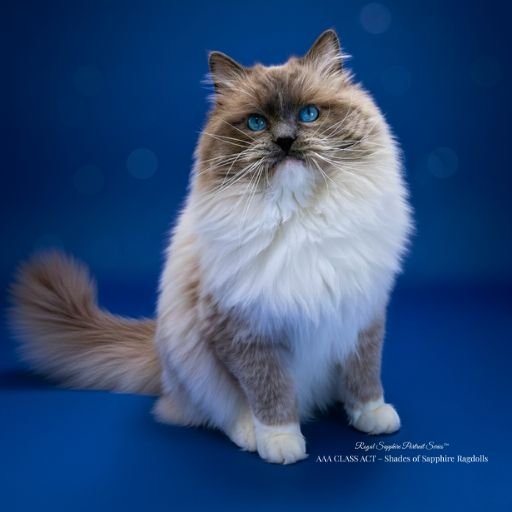Blue mitted Ragdoll King Sir Lukas - TICA registered Ragdoll breeder in Ohio