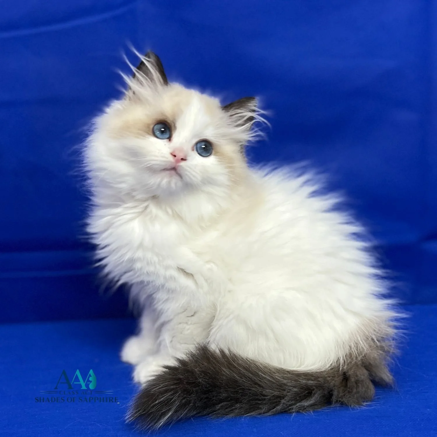 Blue-eyed Ragdoll kitten from AAA CLASS ACT - Shades of Sapphire Ragdolls in Lucas, Ohio