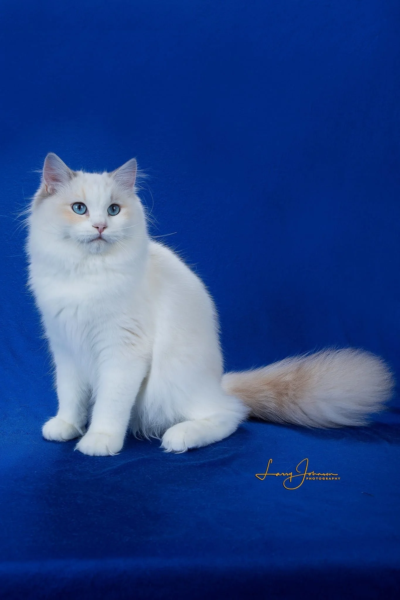 Blue-cream bicolor Ragdoll Queen AAA Class Act Miss Wild Child, a health-tested breeding female at Shades of Sapphire Ragdolls in Ohio