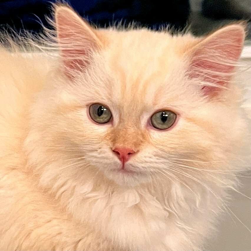 Flame point Cherubim Ragdoll with plush coat and gentle temperament, raised by Shades of Sapphire Ragdolls