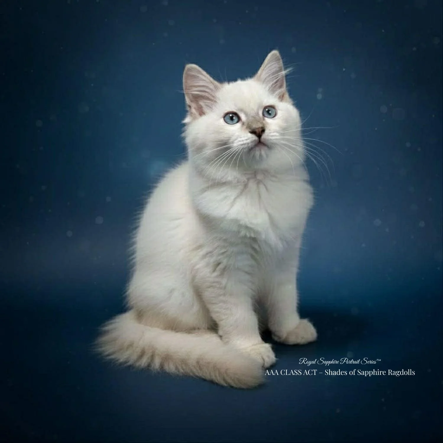 Blue-eyed Ragdoll kitten sitting calmly, representing the start of the adoption journey at Shades of Sapphire Ragdolls