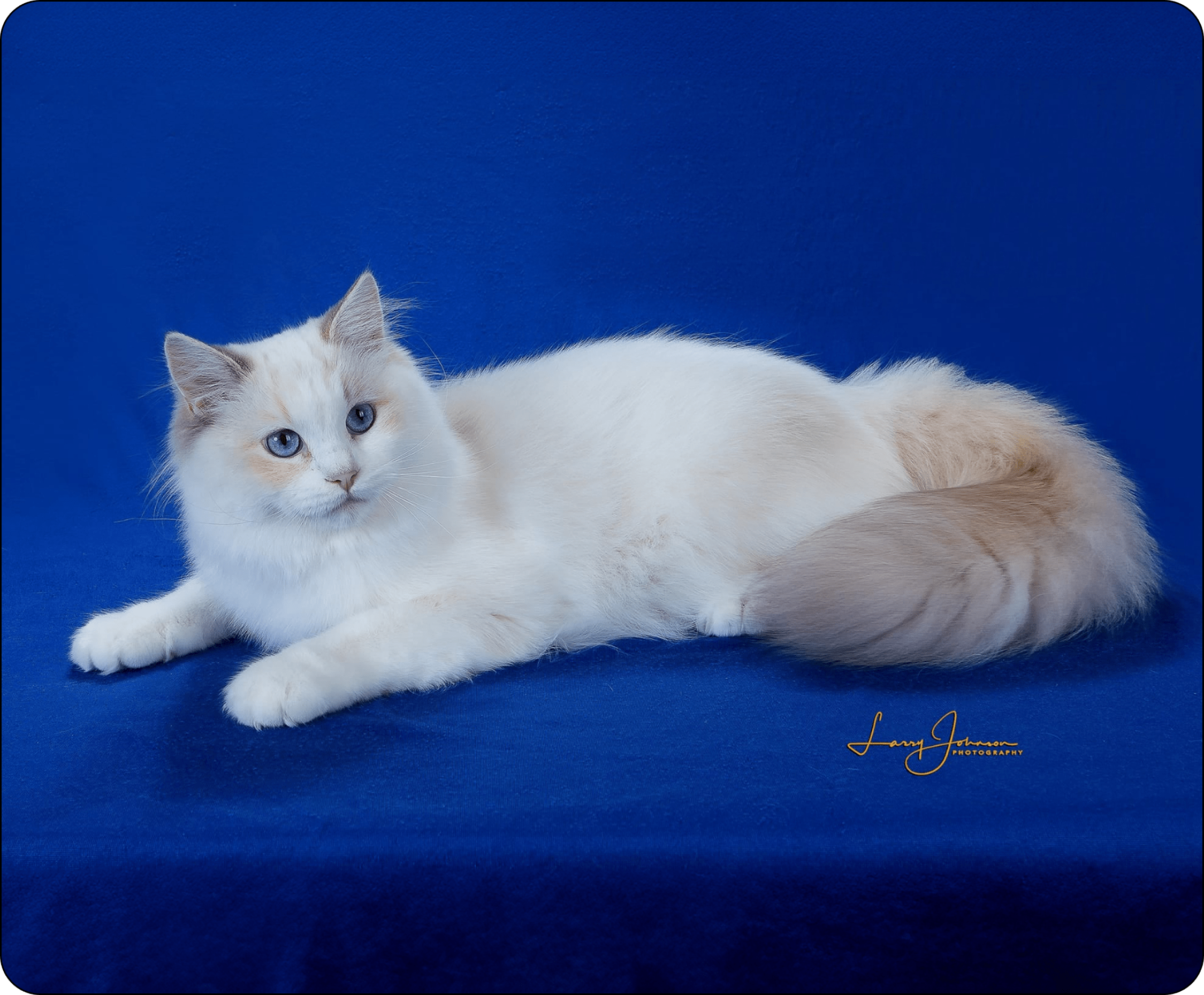 Blue cream tortie bicolor Ragdoll Queen Miss Gypsy – TICA Triple Grand Champion Ragdoll in Ohio