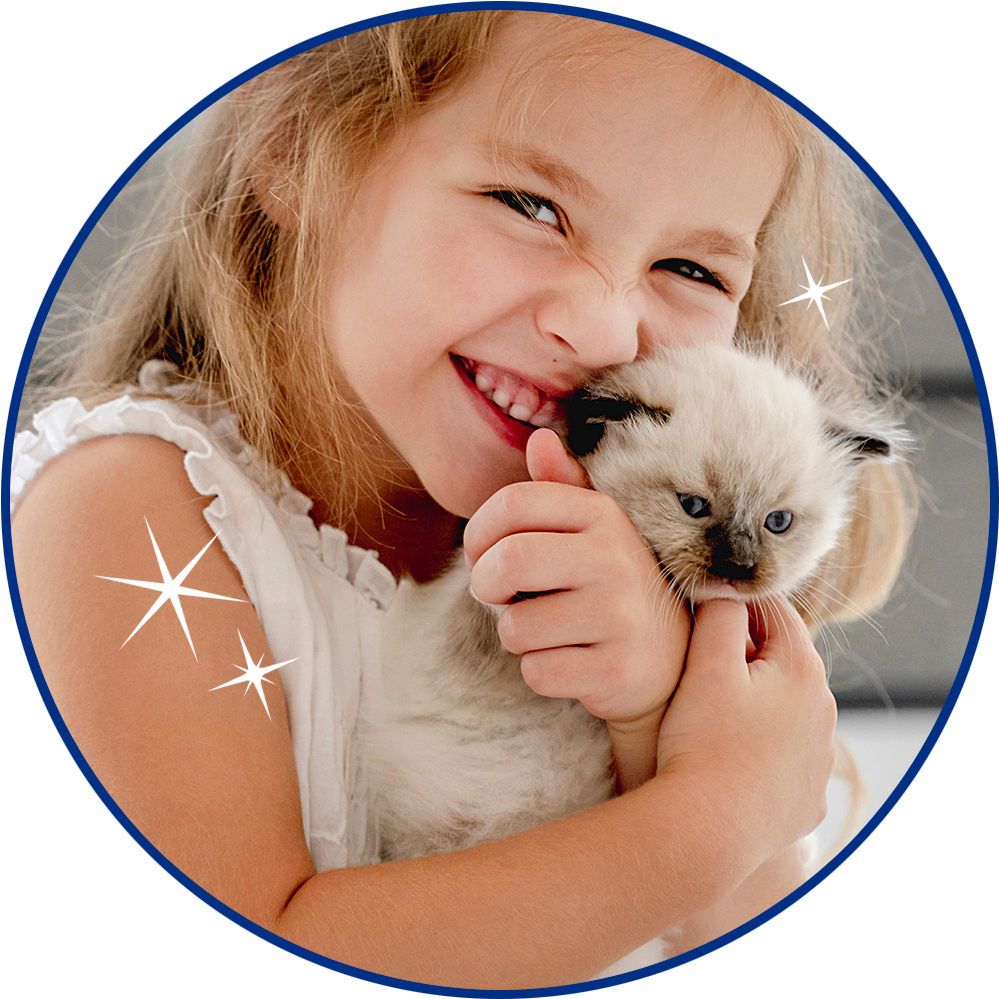 Ragdoll kitten going home on Gotcha Day with a loving family at an Ohio Ragdoll  breeder