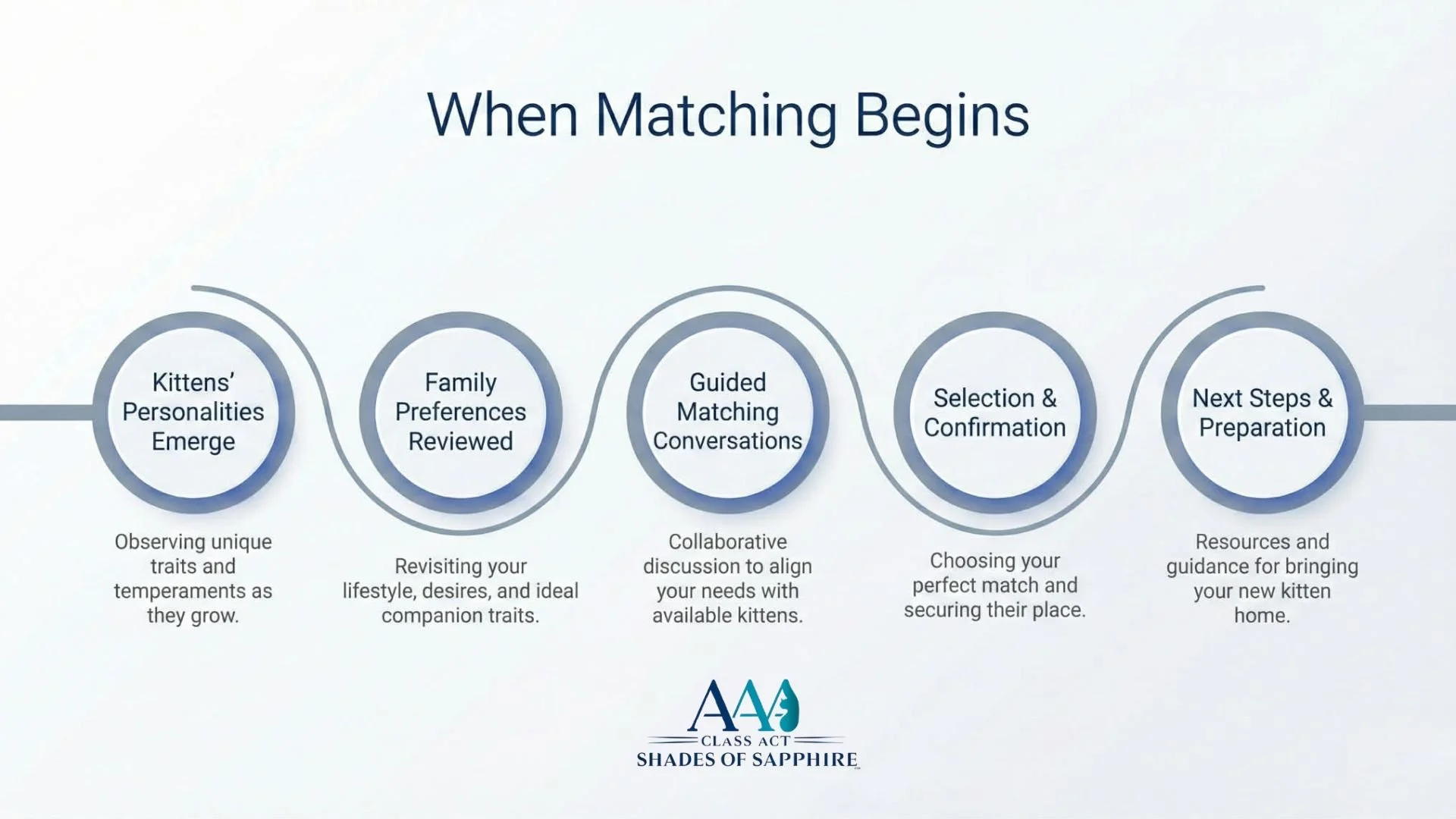 Timeline showing the Shades of Sapphire Ragdolls family matching process from personality development to kitten placement.