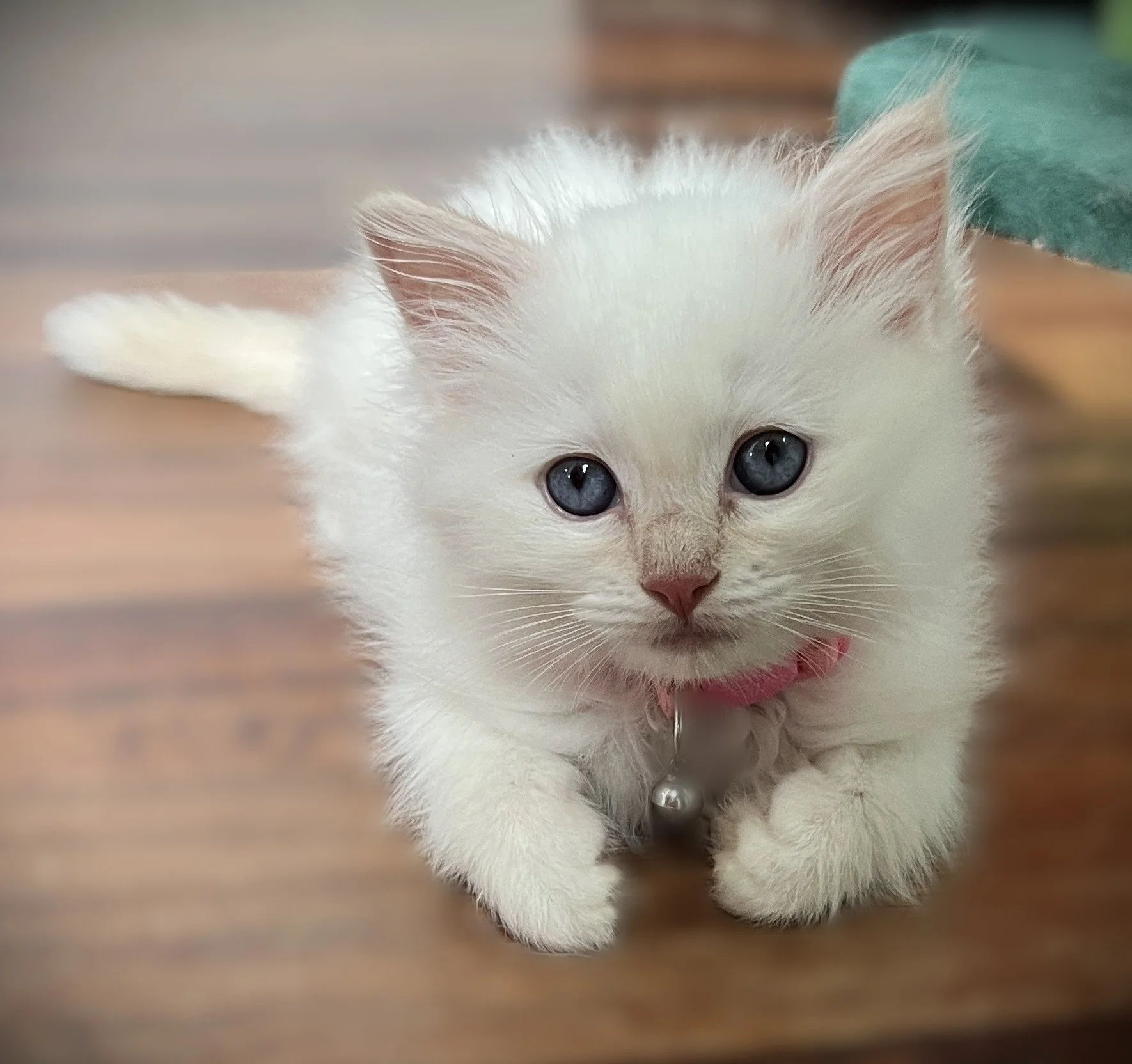 Cream Ragdoll kitten raised in-home by Shades of Sapphire Ragdolls, an ethical Ohio breeder