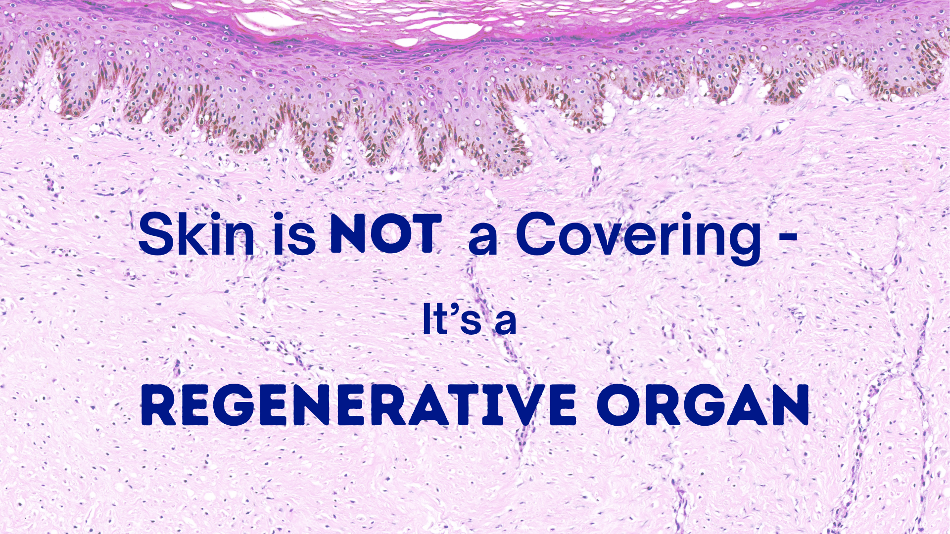 Skin Is Not a Covering — It’s a Regenerative Organ