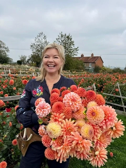 Somerset Dahlias