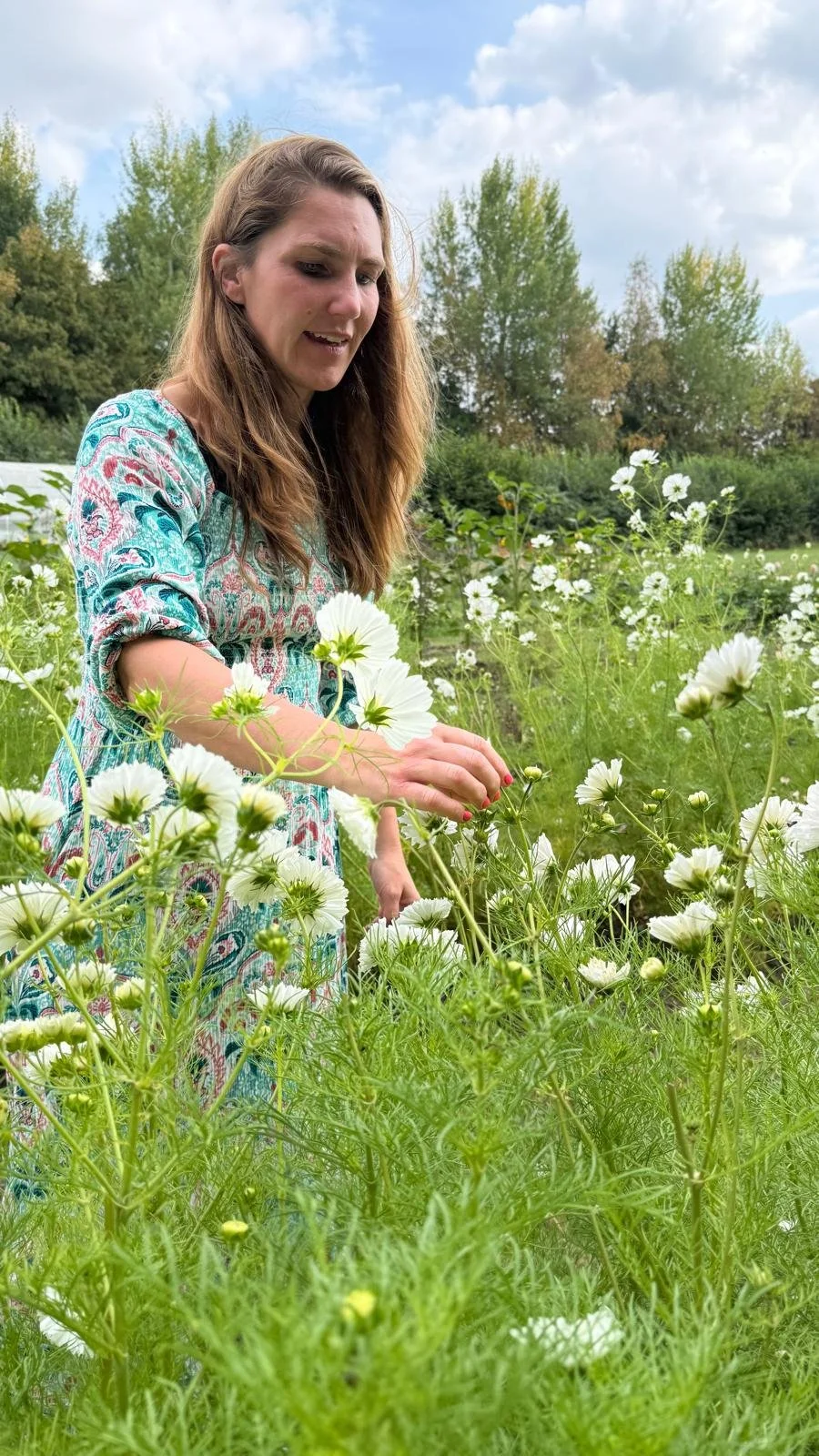 Golden Valley Meadow