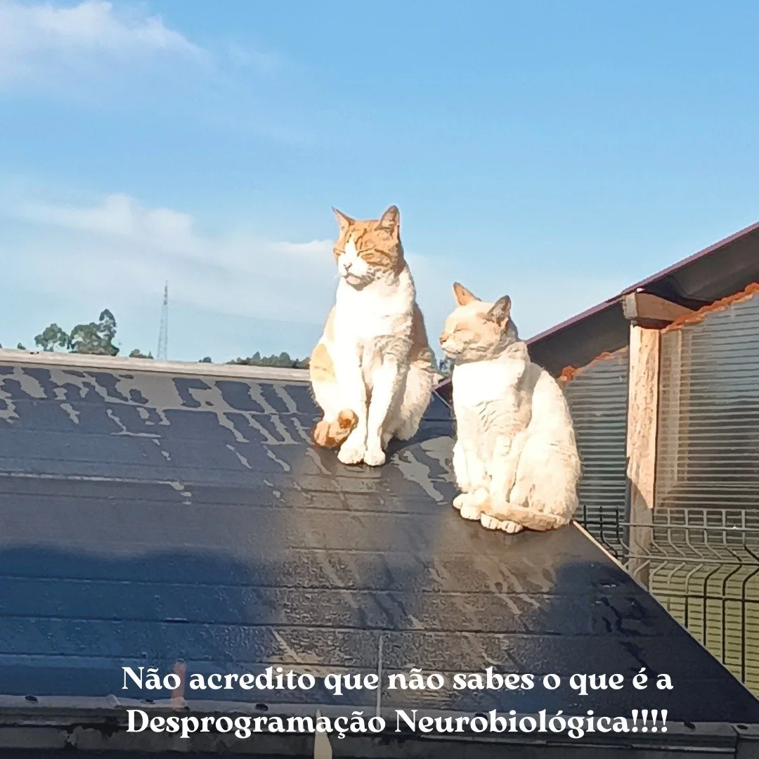 Vais saber como posso ajudar o teu animal...
Uma das maravilhas que o teu amado animal possui, &eacute; uma sensibilidade absolutamente incr&iacute;vel de receber a energia que o pode ajudar a sentir-se mais confort&aacute;vel, harmonizado e feliz!!!