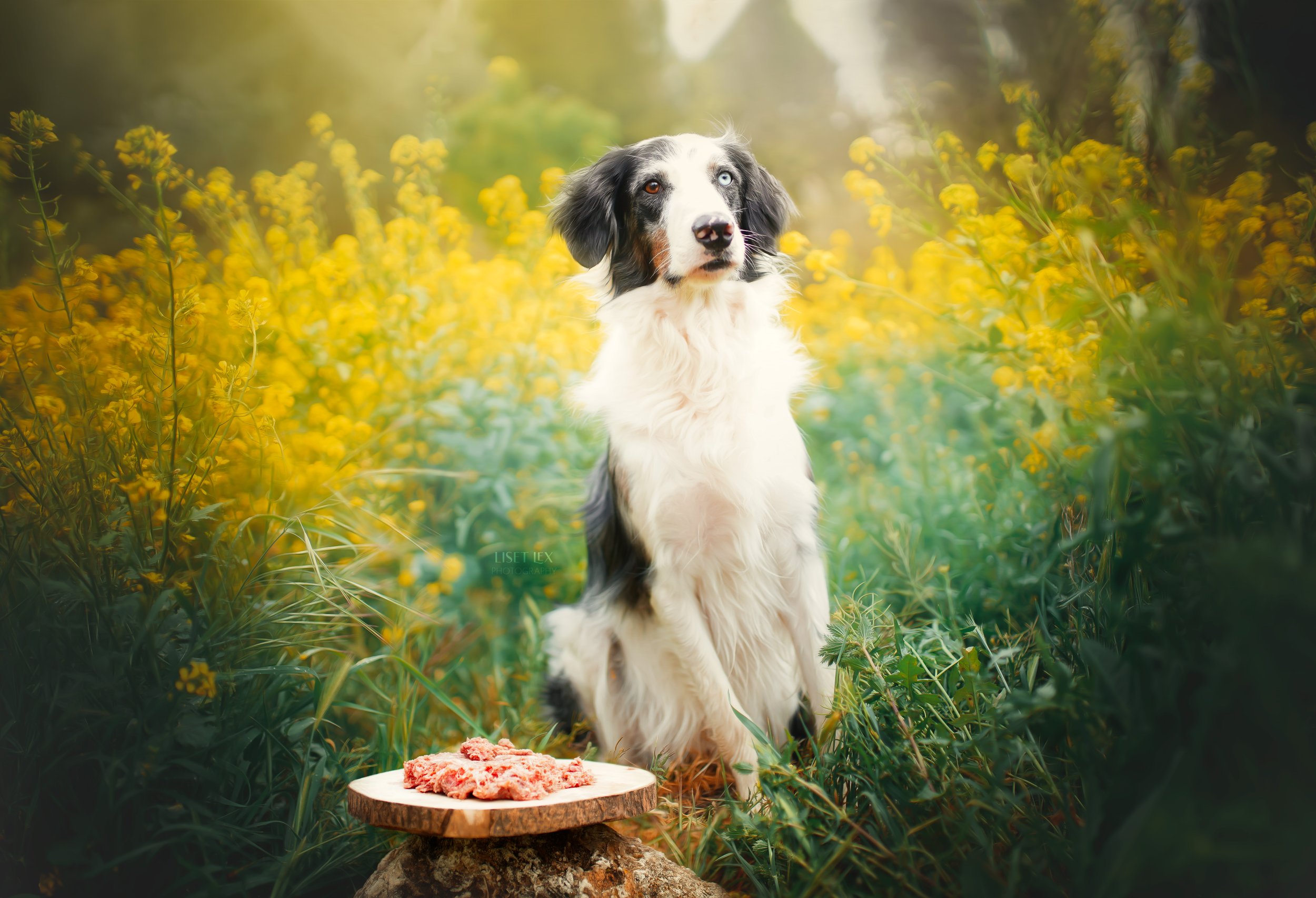 SIRO-Natur-Canin3.jpg