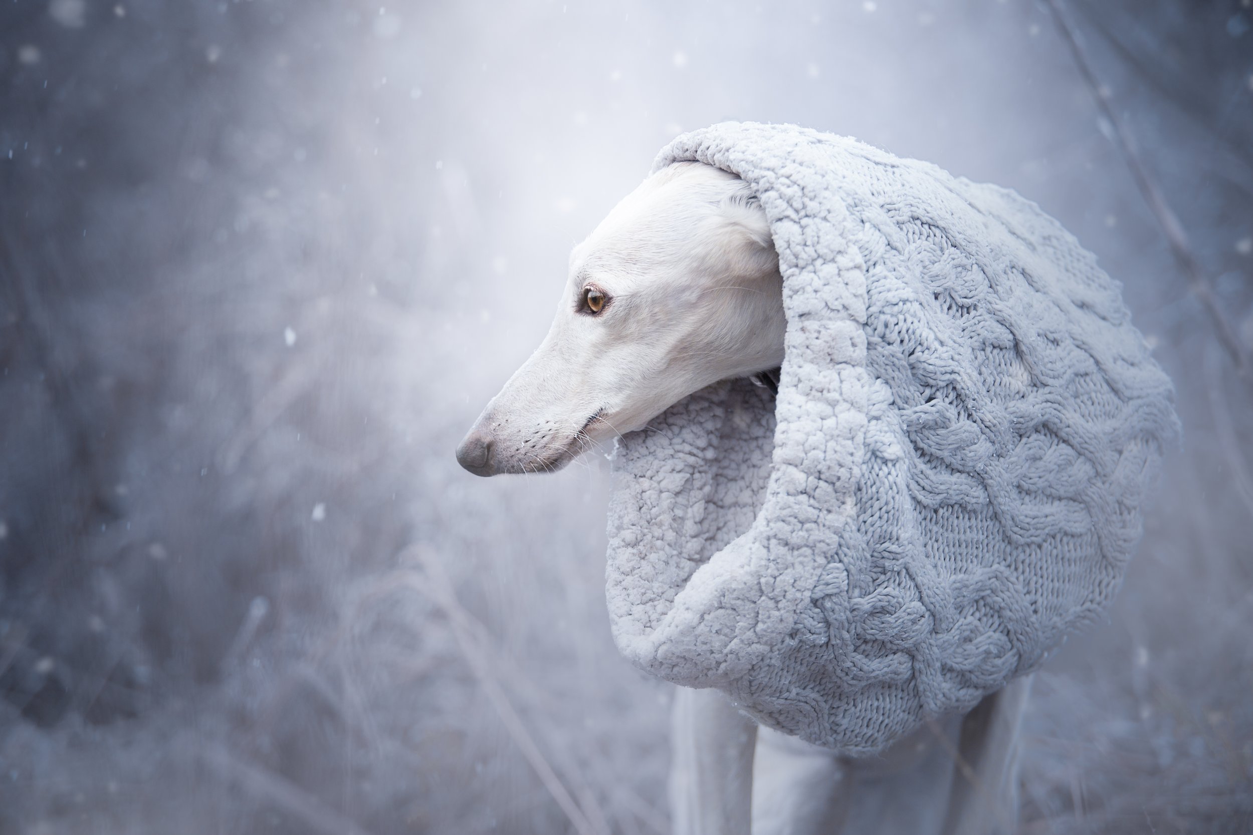 NIKA2-nieve.jpg