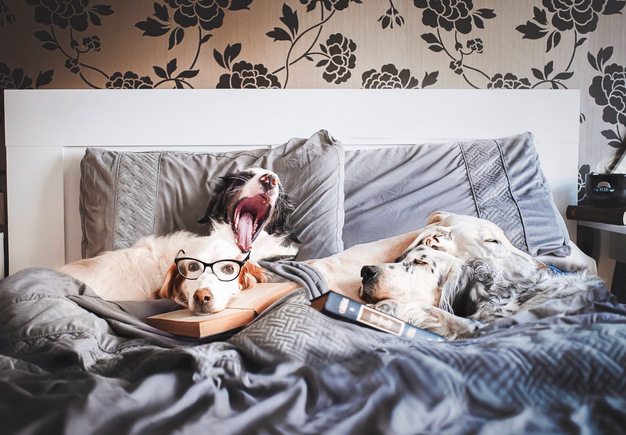 "Domingo de cama y libros"