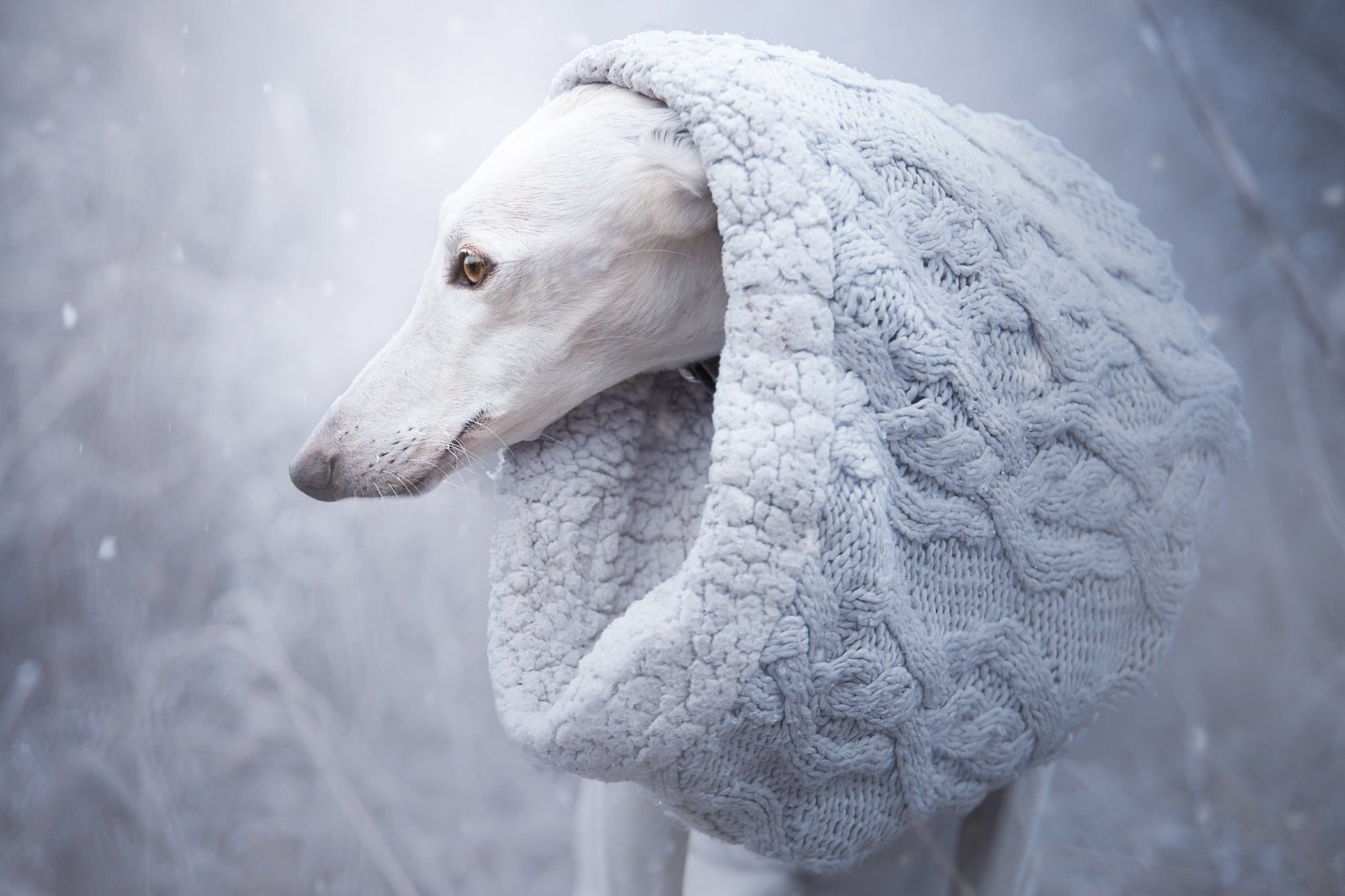 "Elegancia en invierno"