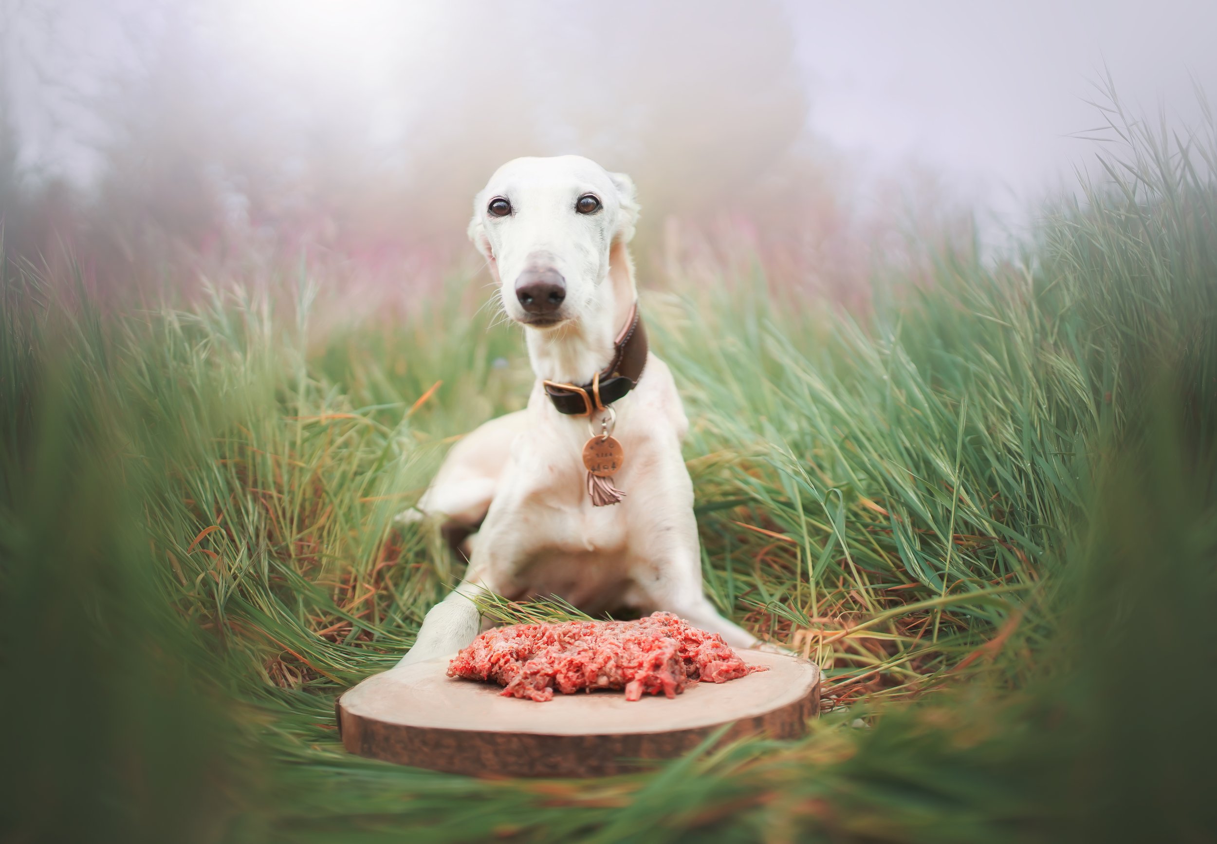 NIKA-Natur-Canin2.jpg