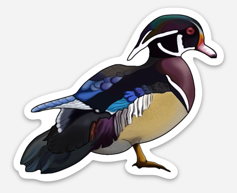 Wood+duck+.png