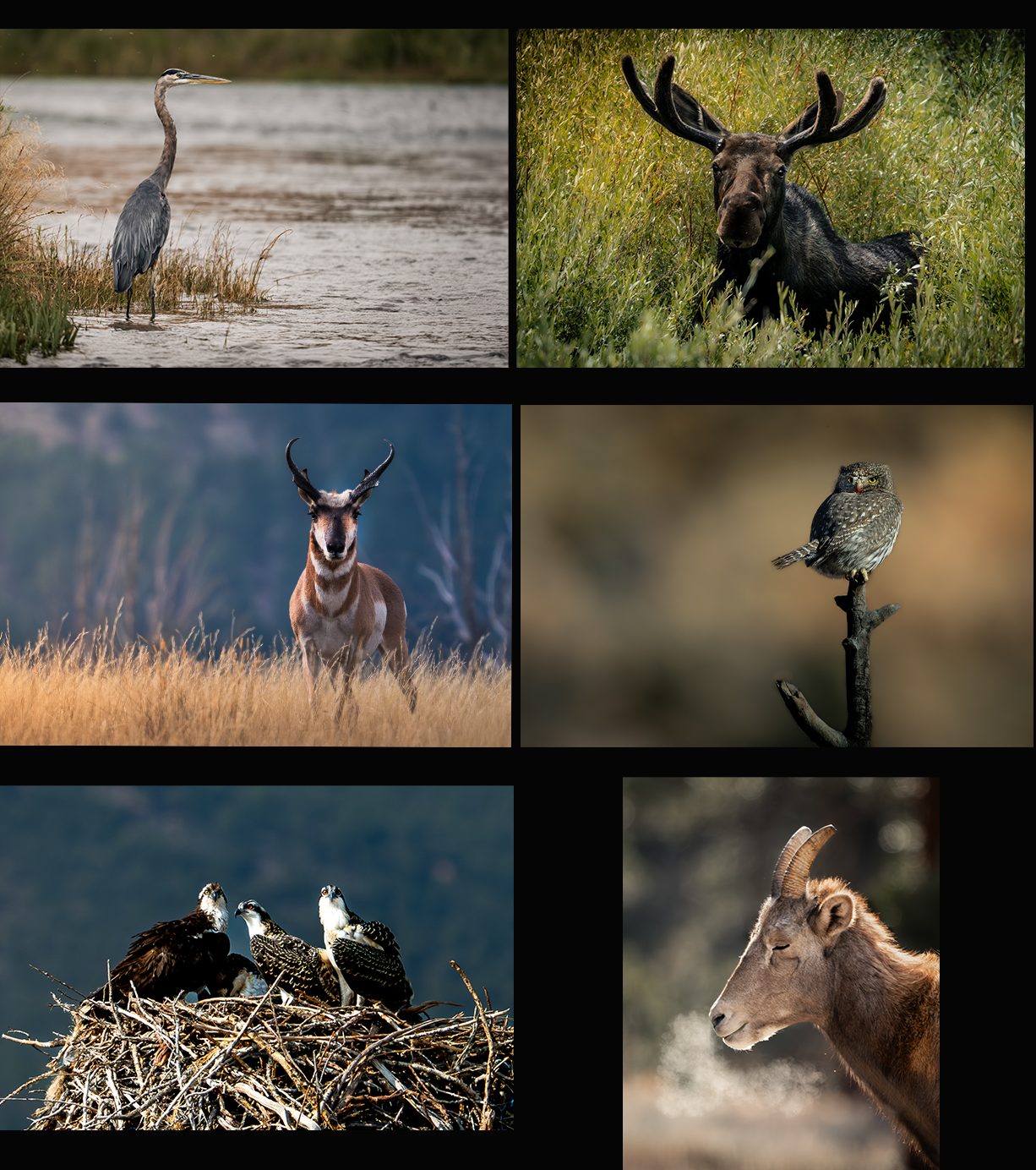 Six-Pack Wildlife Postcards