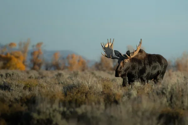 Tetons in the Fall: Day 3 - Chasing Light