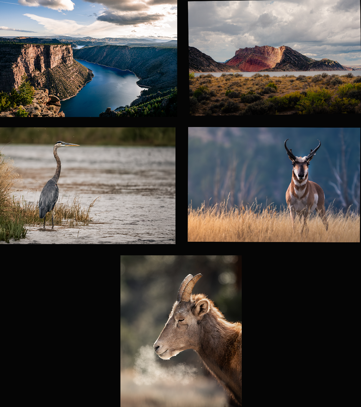 Five-Pack of Postcards (mixed)