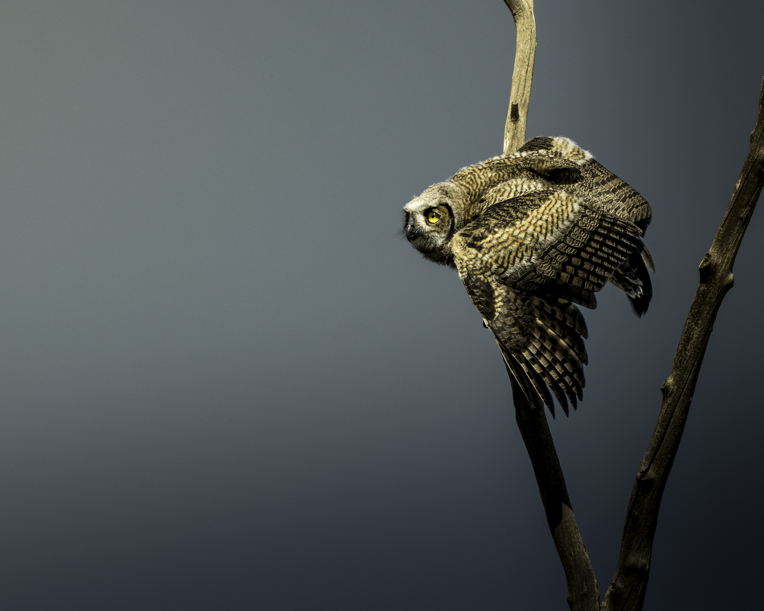 An owl perched on a branch against a plain blue-gray sky.