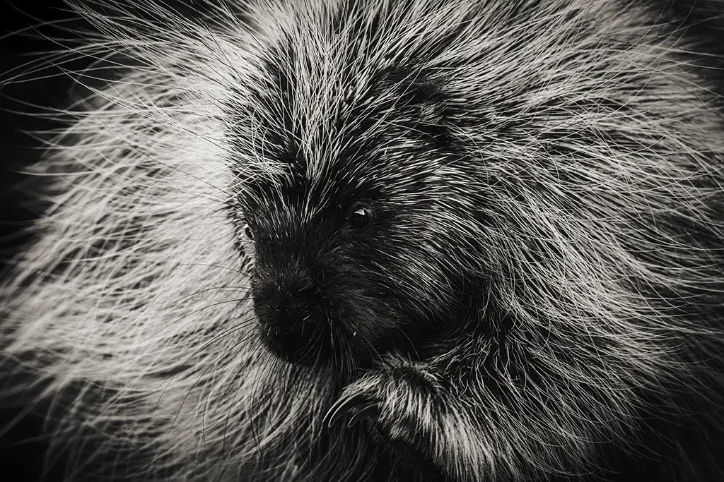 Close-up of a porcupine's face with sharp quills surrounding its head.