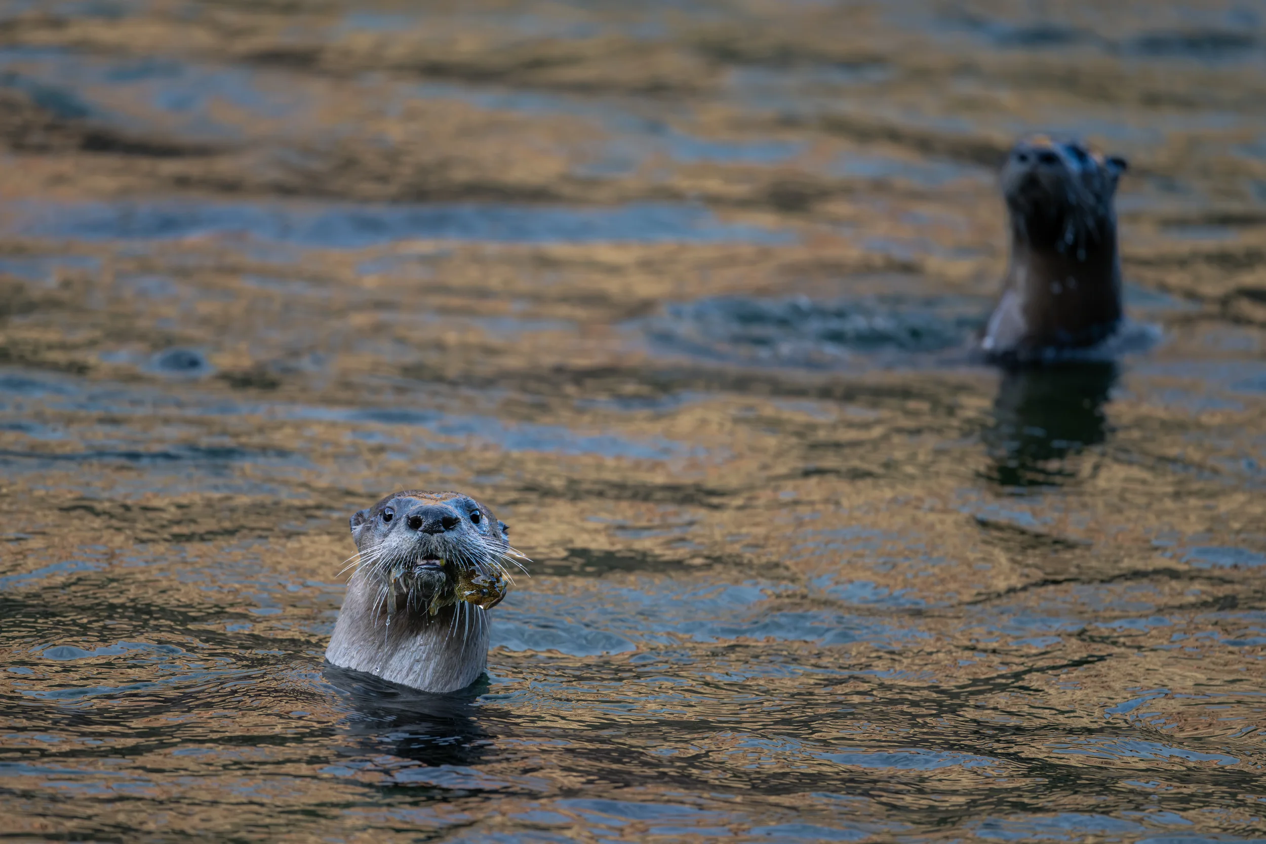 Otter Eating Sculpin