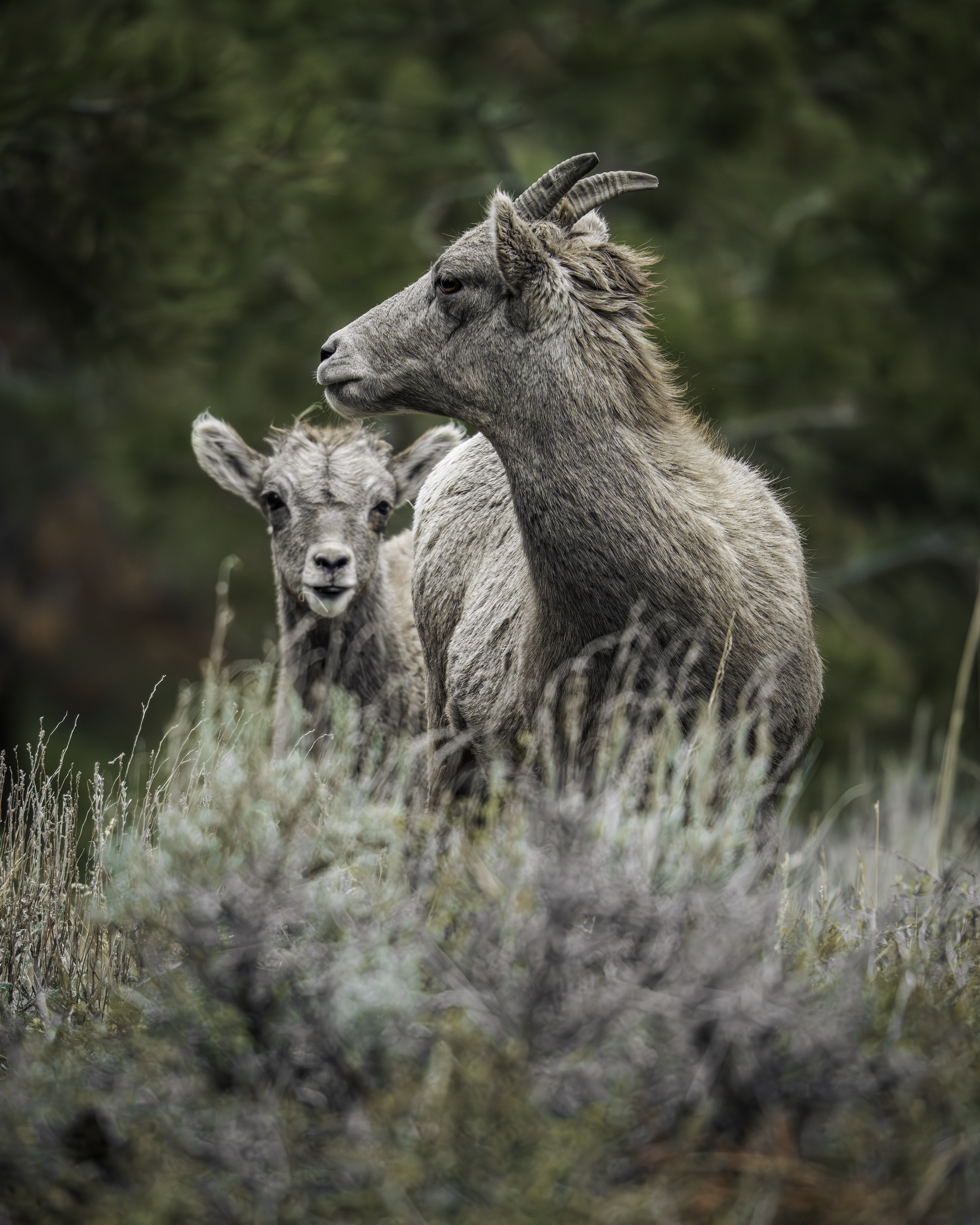 Close-up of a mother and young big horn sheep in a grassy, blurred outdoor environment. red canyon, dutch john, utah, flaming gorge