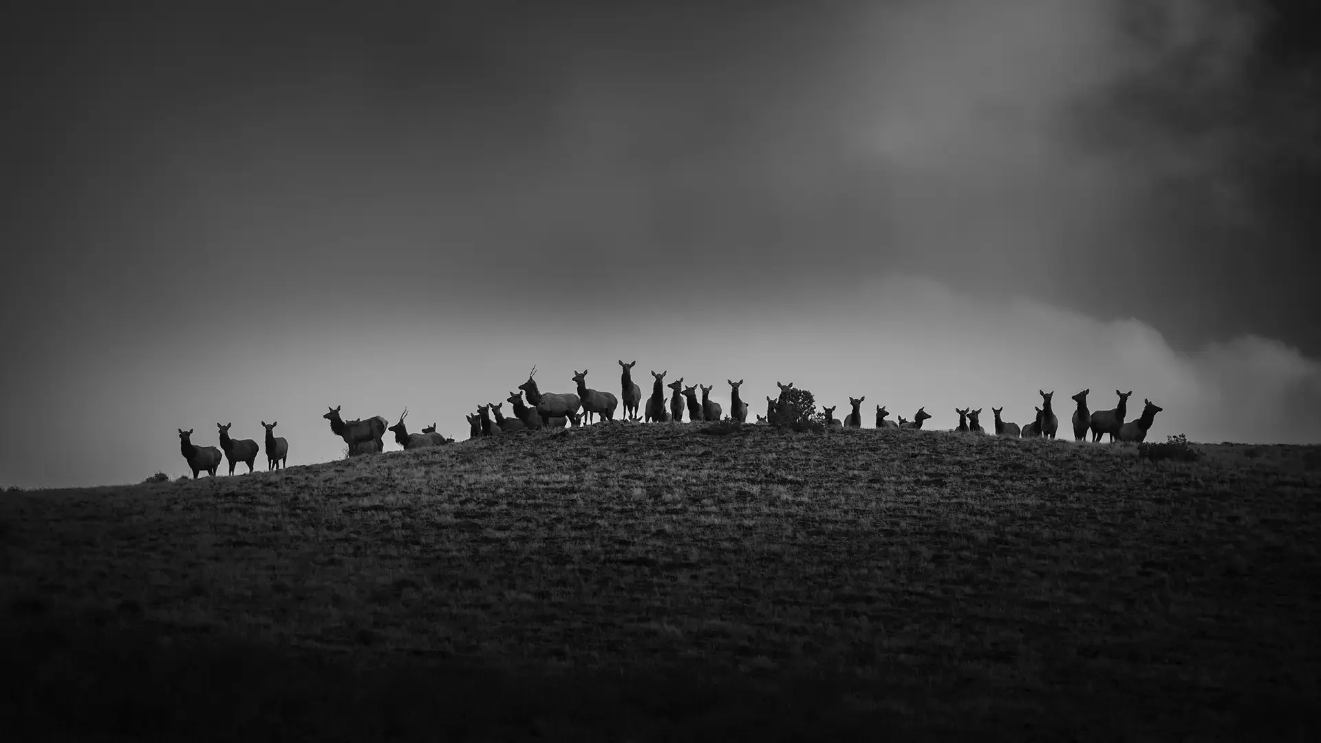 Silhouette of elk on a hill against a cloudy sky in black and white in Flaming Gorge country.