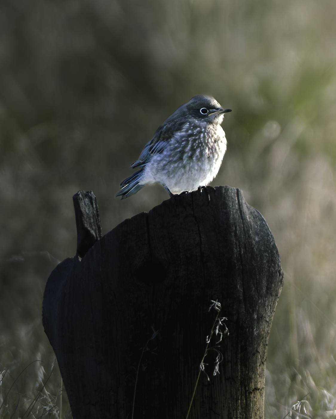 A small bird with blue and white feathers perched on a weathered wooden post in a natural outdoor setting.