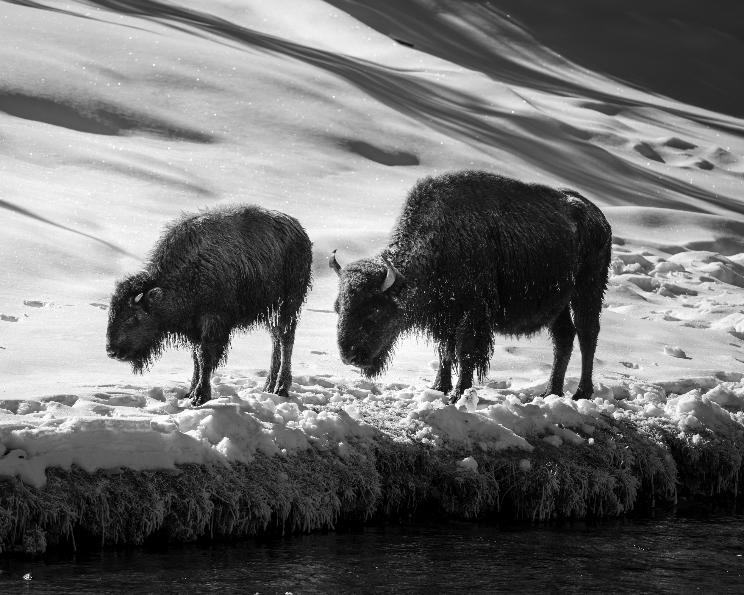 Group of three bison standing in snowfall near a frozen river and snow-covered bank.