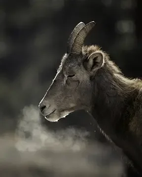 A female big horn sheep (ewe) with curved horns and brown fur standing on rocky terrain.Her head is bowed and eyes are closed with a visible puff of breather. Emulates peace and calm. 