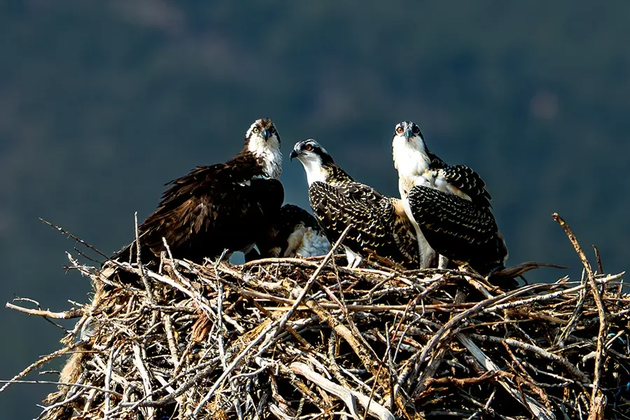 Osprey Family Nest