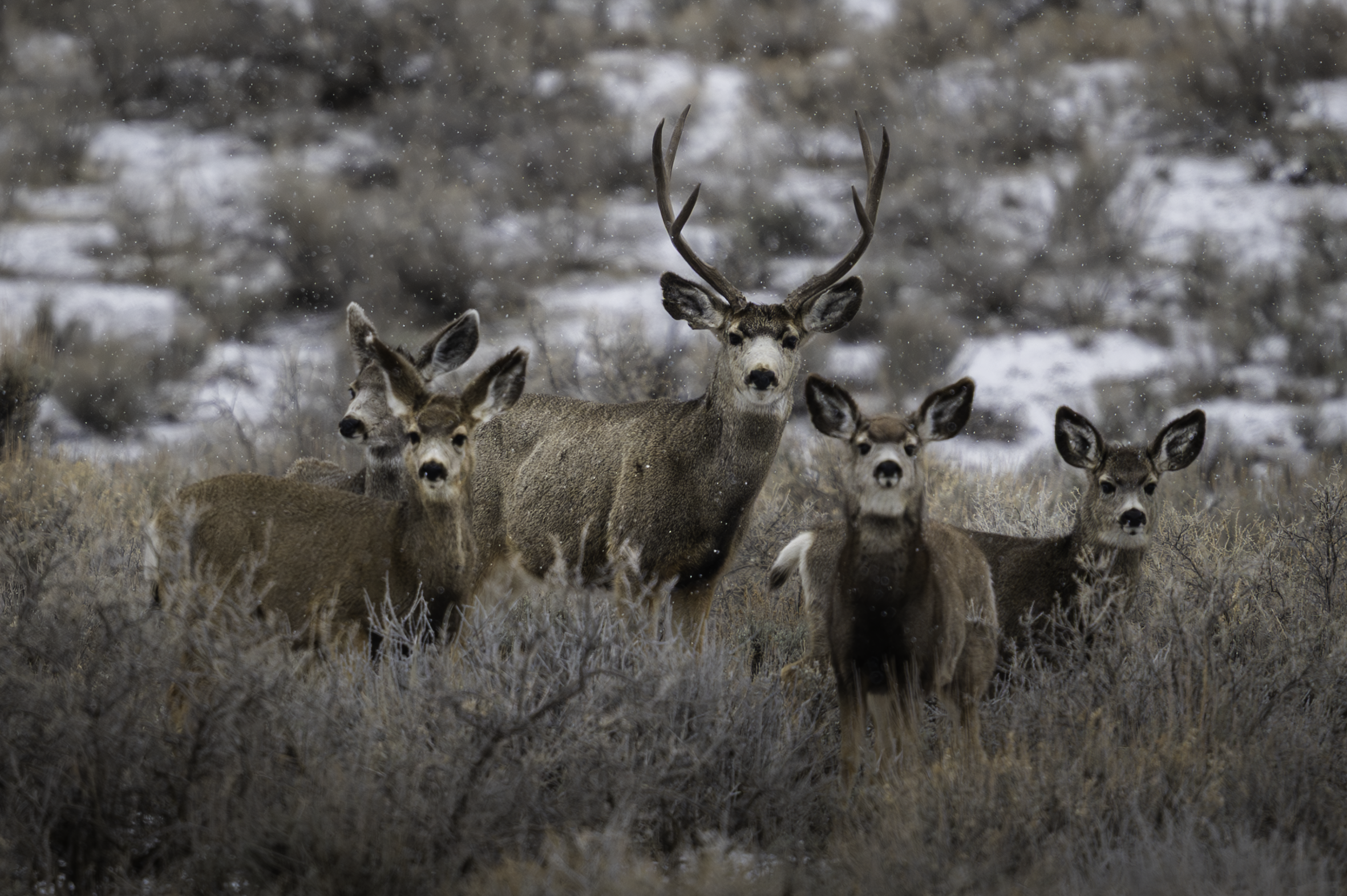 A group of four deer standing in a snowy, dry meadow with a blurred background of snow-covered bushes or trees.