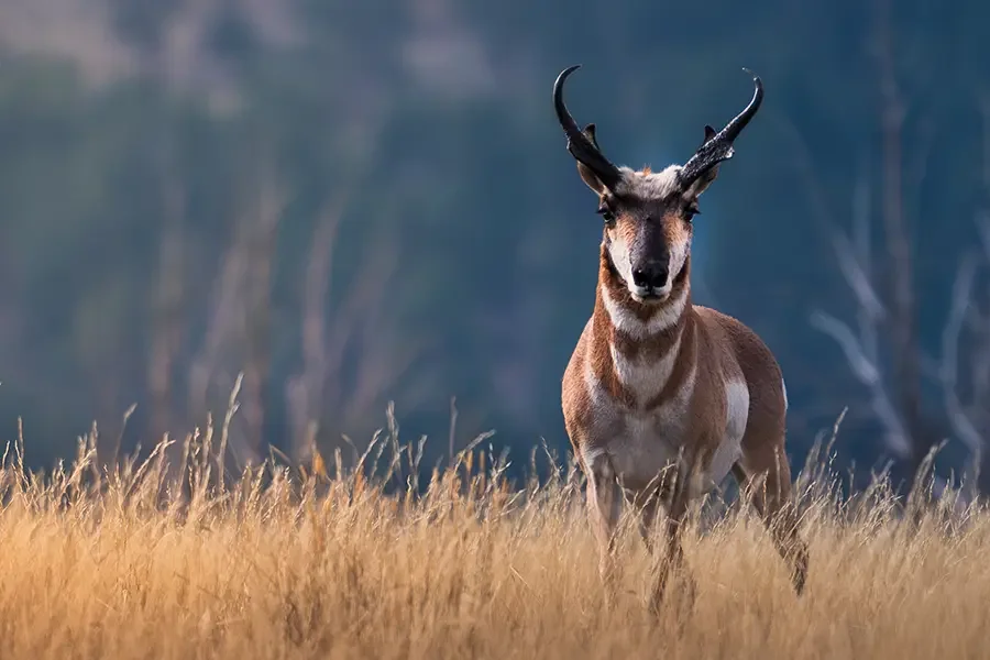 pronghorn_web.webp