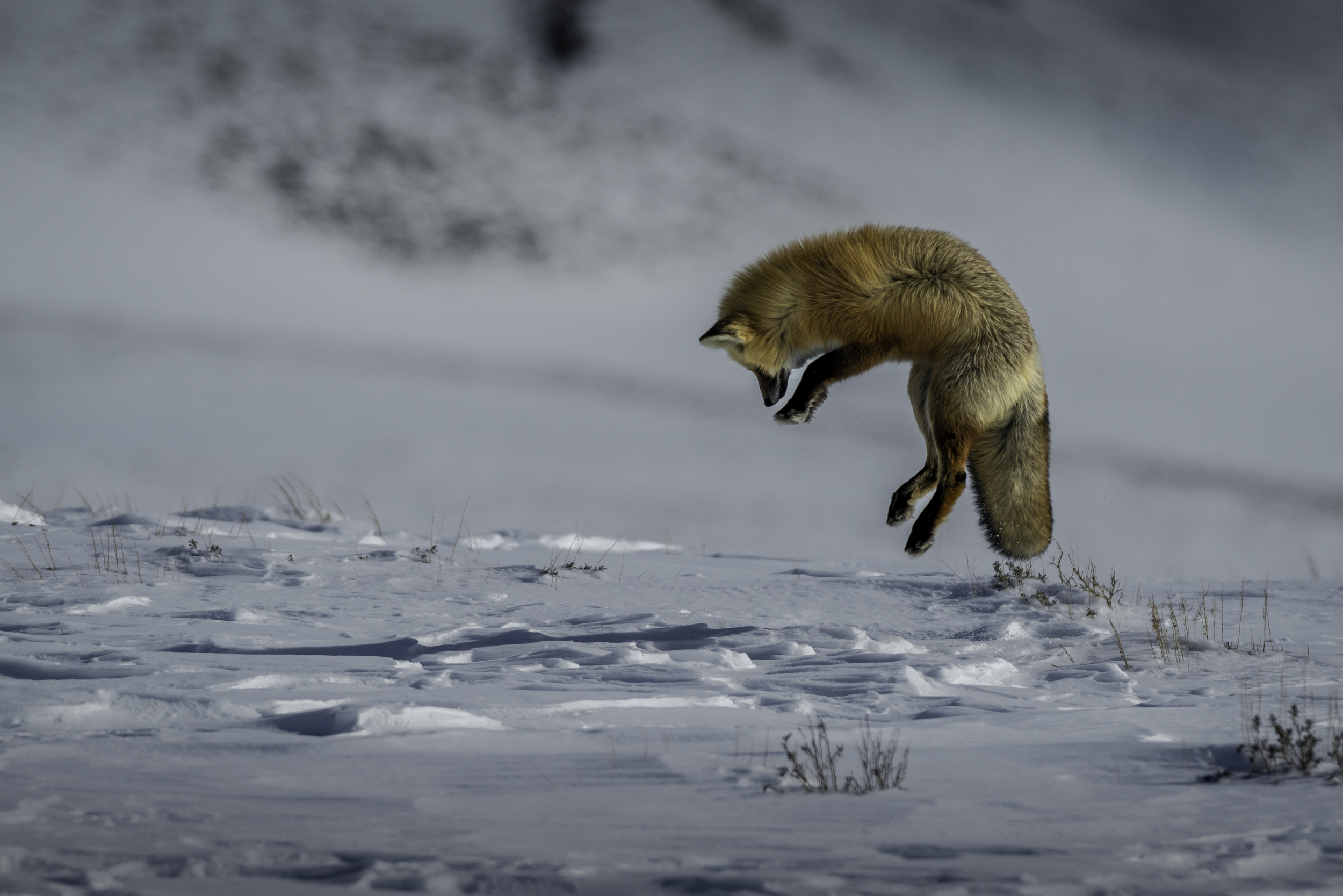A fox jumping in a snowy landscape with a cloudy sky in the background.