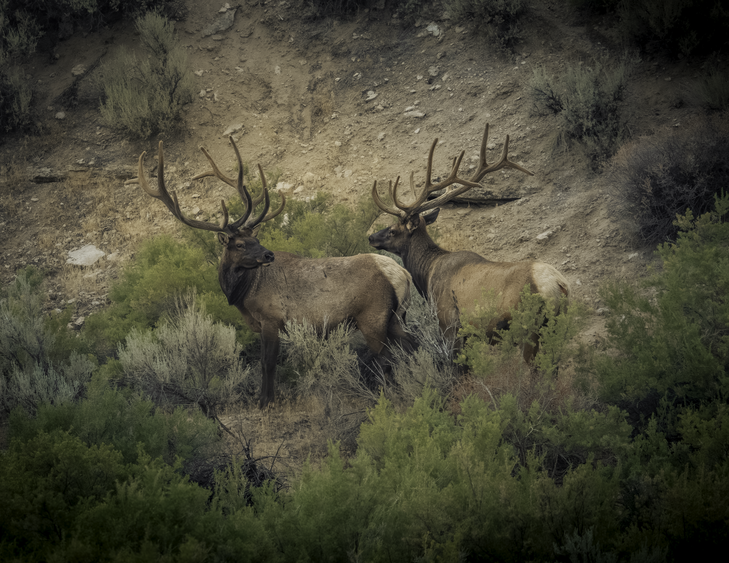 Two elk resting among bushes on a hillside in a natural setting.