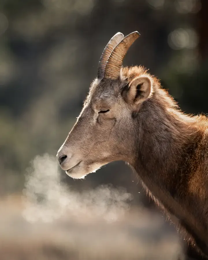 Bighorn Sheep - Just Breathe